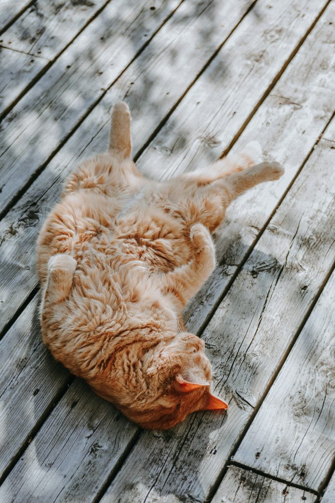 A fluffy orange tabby cat lying on its back on a wooden deck, resting peacefully in dappled sunlight.