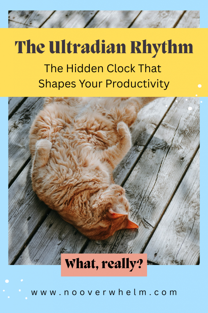 A Pinterest‑style graphic featuring a relaxed cat with text promoting the Ultradian Rhythm as the hidden clock that shapes productivity.